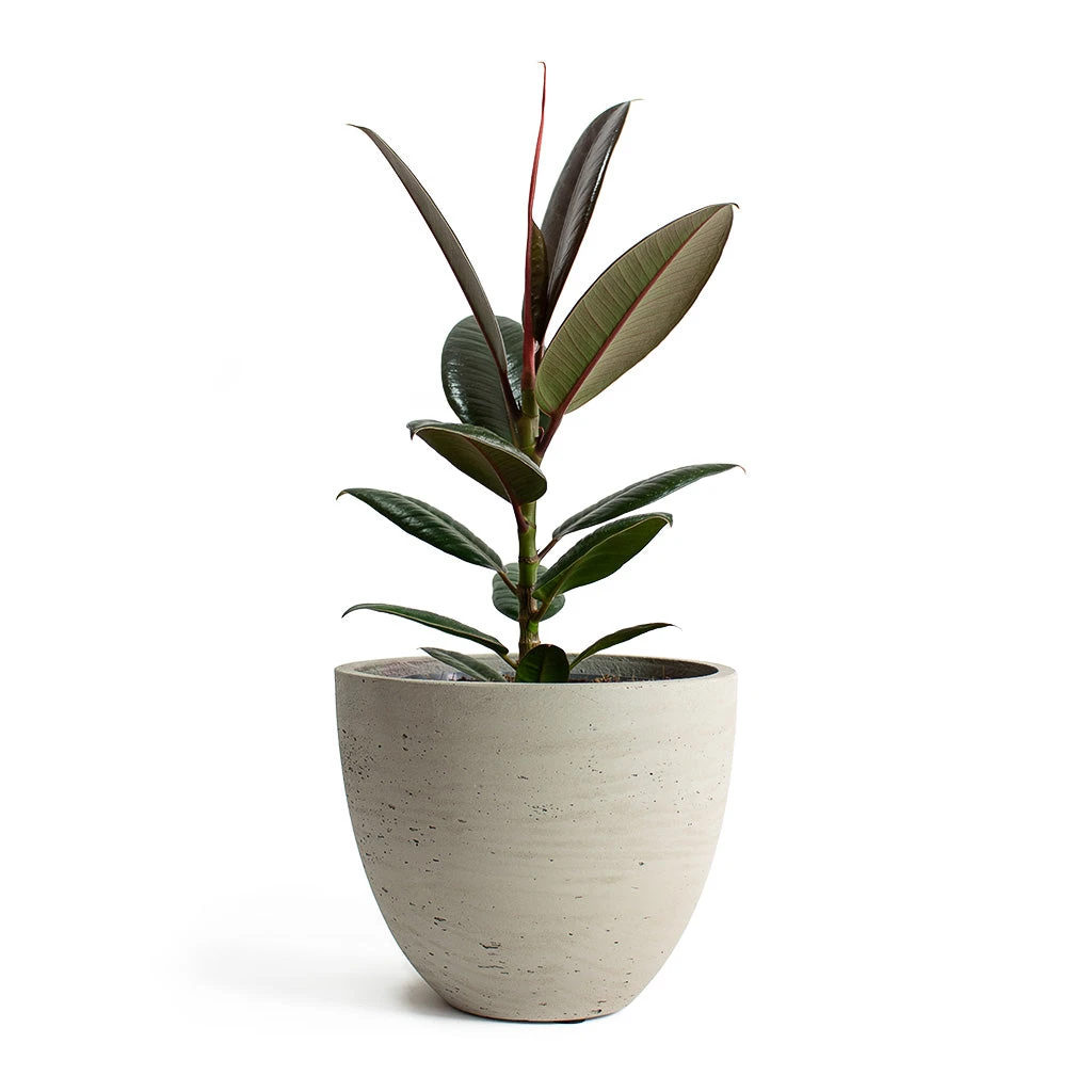 Ficus Elastica Melany - Rubber Plant 9 Ficus Elastica Melany - Rubber Plant - Image 9