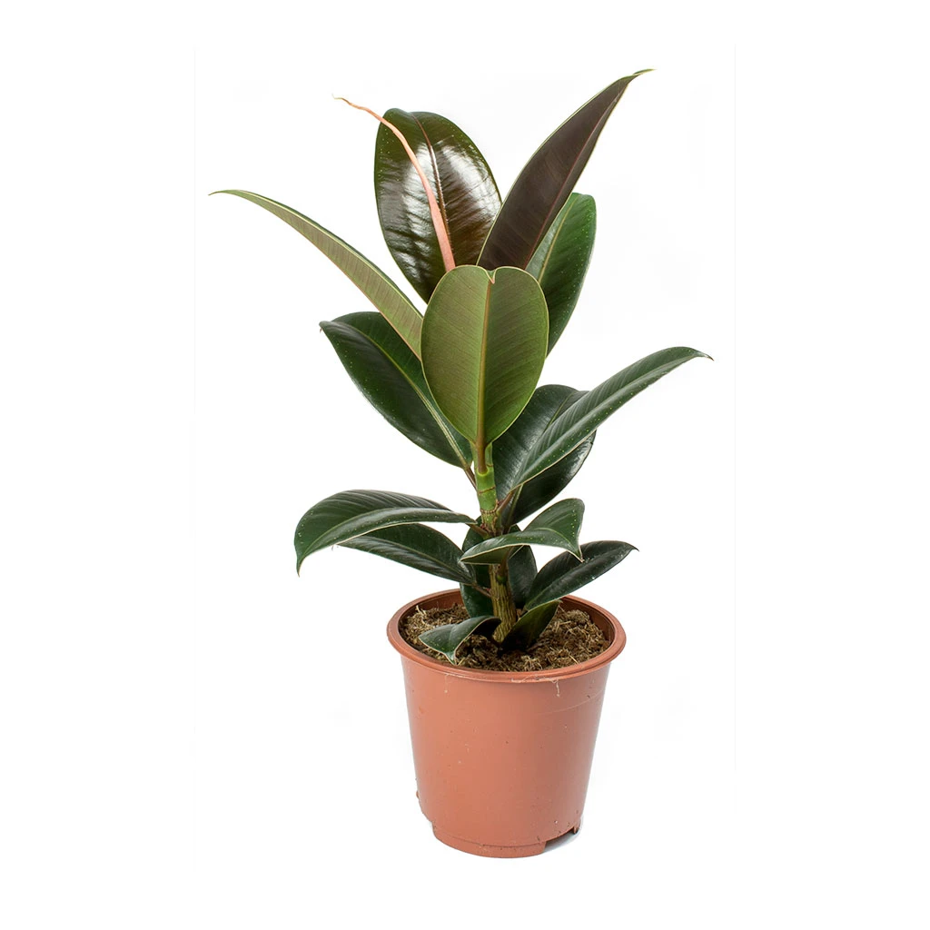 Ficus Elastica Melany - Rubber Plant 4 Ficus Elastica Melany - Rubber Plant - Image 4