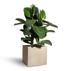 Raindrop Cube Planter - Stone -PlantVibe Shop Ficus elastica Robusta Rubber Plant 24x90cm Raindrop Cube Planter Stone 30x30x27cm 2 c084050f 2079 4424 81d7 1eaa0e84923c