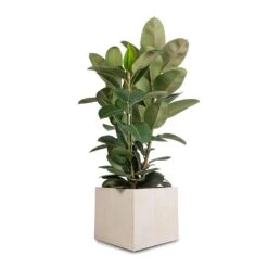 Raindrop Cube Planter - Stone -PlantVibe Shop Ficus elastica Robusta Rubber Plant 30x110cm Raindrop Cube Planter Stone 40x40x36cm