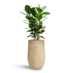 Ficus Elastica Robusta - Rubber Plant - HydroCare -PlantVibe Shop Ficus elastica Robusta Rubber Plant HydroCare Dune Partner Planter Oat