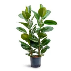 Ficus Elastica Robusta - Rubber Plant - HydroCare -PlantVibe Shop Ficus elastica Robusta Rubber Plant Hydroculture 22 19x100cm 2stem