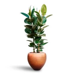 Metallic Couple Plant Pot - Matt Copper -PlantVibe Shop Ficus elastica Robusta Rubber Plant HydrocultureMetallic Couple Plant Pot Matt Copper b60f0eae b9ef 44a5 84c2 309f7ffd6a61