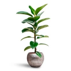 Opus Hammered Globe Planter - Silver -PlantVibe Shop Ficus elastica Robusta Rubber Plant HydrocultureOpus Hammered Globe Planter Silver af7b7532 9807 46e6 9b87 ba3c6474dcef