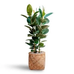 Ficus Elastica Robusta - Rubber Plant - HydroCare -PlantVibe Shop Ficus elastica Robusta Rubber Plant HydrocultureZayn Bamboo Planter
