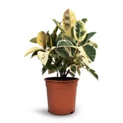 Ficus Elastica Tineke - Variegated Rubber Plant -PlantVibe Shop Ficus elastica Tineke Rubber Plant 24x60cm