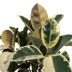 Ficus Elastica Tineke - Variegated Rubber Plant -PlantVibe Shop Ficus elastica Tineke Rubber Plant 24x60cm Close Up