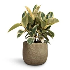 Ficus Elastica Tineke - Variegated Rubber Plant -PlantVibe Shop Ficus elastica Tineke Rubber Plant 24x60cm Feico Plant Pot Mint Grey 30x26cm