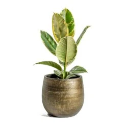 Ficus Elastica Tineke - Variegated Rubber Plant -PlantVibe Shop Ficus elastica Tineke Rubber Plant Ryan Plant Pot Shiny Gold e8871088 42ca 4eac bd47 4e963336e929