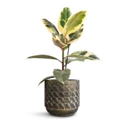 Ficus Elastica Tineke - Variegated Rubber Plant -PlantVibe Shop Ficus elastica Tineke Variegated Rubber Plant 17x50cm Jim Plant Pot Earth 21x19cm