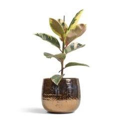 Ficus Elastica Tineke - Variegated Rubber Plant -PlantVibe Shop Ficus elastica Tineke Variegated Rubber Plant 17x50cm Yvette Plant Pot Gold 24x21cm ac5e63ed 03eb 4525 8035 aeb264479895