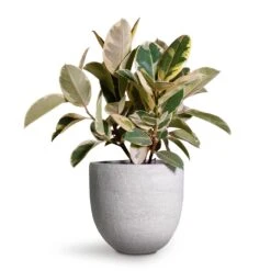 Ficus Elastica Tineke - Variegated Rubber Plant -PlantVibe Shop Ficus elastica Tineke Variegated Rubber Plant 24x60cm Cas Plant Pot Cool Grey 29x26cm 2 f48db9a3 6214 482b a4c4 81030d9d21a1