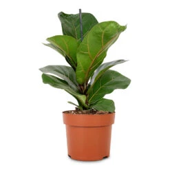 Ficus Lyrata Bambino - Dwarf Fiddle Leaf Fig -PlantVibe Shop Ficus lyrata Bambino Dwarf Fiddle Leaf Fig 12x35cm 1 stem