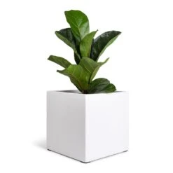 Fleur Essentials Planter - Matt White -PlantVibe Shop Ficus lyrata Bambino Dwarf Fiddle Leaf Fig 12x35cm 1 stem Fleur Planter Matt White 20x20x20cm