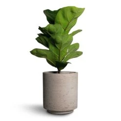 Suzi Plant Pot - Grey Washed -PlantVibe Shop Ficus lyrata Bambino Dwarf Fiddle Leaf Fig 12x35cm 1stem Suzi Plant Pot Grey Washed 15x16 1