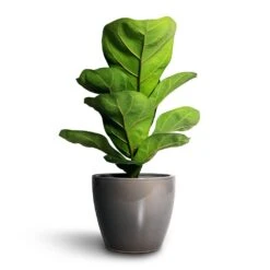 Ficus Lyrata Bambino - Dwarf Fiddle Leaf Fig -PlantVibe Shop Ficus lyrata Bambino Dwarf Fiddle Leaf Fig 12x35cm 1stem Sven Plant Pot Smoke 15x12cm