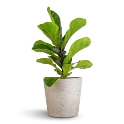 Ficus Lyrata Bambino - Dwarf Fiddle Leaf Fig -PlantVibe Shop Ficus lyrata Bambino Dwarf Fiddle Leaf Fig 12x35cm 1 stem Mini Bucket Plant Pot Grey Washed 16x15cm 530a6ba1 5305 46f0 b289 4ad5d94b25a6