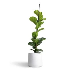 Ficus Lyrata Bambino - Dwarf Fiddle Leaf Fig -PlantVibe Shop Ficus lyrata Bambino Dwarf Fiddle Leaf Fig 19x80cm 1 stem Akemi Plant Pot Pure White 22x20cm