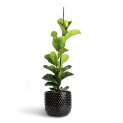 Ficus Lyrata Bambino - Dwarf Fiddle Leaf Fig -PlantVibe Shop Ficus lyrata Bambino Dwarf Fiddle Leaf Fig 19x80cm 1 stem Bolino Plant Pot Shiny Black 24x21cm