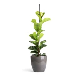 Ficus Lyrata Bambino - Dwarf Fiddle Leaf Fig -PlantVibe Shop Ficus lyrata Bambino Dwarf Fiddle Leaf Fig 19x80cm 1 stem Sven Plant Pot Smoke 24x22cm