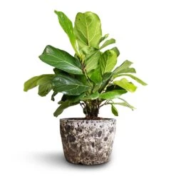 Ficus Lyrata Bambino - Dwarf Fiddle Leaf Fig -PlantVibe Shop Ficus lyrata Bambino Dwarf Fiddle Leaf Fig 21x50cm 2stems Lava Couple Straight Relic Planter Black 25x17cm