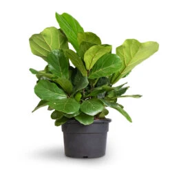 Ficus Lyrata Bambino - Dwarf Fiddle Leaf Fig -PlantVibe Shop Ficus lyrata Bambino Dwarf Fiddle Leaf Fig 21x50cm 2stems 1
