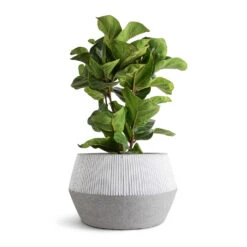 Ficus Lyrata Bambino - Dwarf Fiddle Leaf Fig -PlantVibe Shop Ficus lyrata Bambino Dwarf Fiddle Leaf Fig 21x80cm 3 stems Low Harley Plant Pot Ridged White Stripe 36x22cm 7a00672e d32f 48b5 9e5f b1e371fa5059