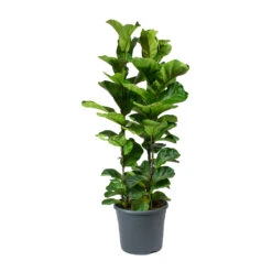 Ficus Lyrata Bambino - Dwarf Fiddle Leaf Fig -PlantVibe Shop Ficus lyrata Bambino Dwarf Fiddle Leaf Fig