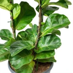 Ficus Lyrata Bambino - Dwarf Fiddle Leaf Fig -PlantVibe Shop Ficus lyrata Bambino Dwarf Fiddle Leaf Fig Leaves