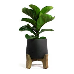 Patt Plant Pot - Low Stand - Black Washed -PlantVibe Shop Ficus lyrata Bambino Dwarf Fiddle Leaf Fig Patt Plant Pot Low Stand Black Washed