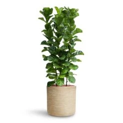 Dune Cylinder Planter - Oat -PlantVibe Shop Ficus lyrata Bambino HydroCare Dune Cylinder Planter Oat 7f37b7d6 647d 44dd ae2b 6957ad2bb498
