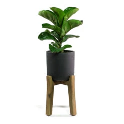 Charlie Plant Pot - Tall Stand - Black Washed -PlantVibe Shop Ficus lyrata Fiddle Leaf Fig Charlie Plant Pot Tall Stand Black Washed