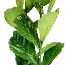 Ficus Lyrata - HydroCare -PlantVibe Shop Ficus lyrata Fiddle Leaf Fig Leaves b7b8dbd5 239b 4336 ba3b e63dc591822c