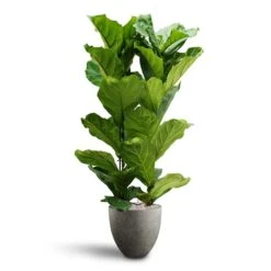 Ficus Lyrata - HydroCare -PlantVibe Shop Ficus lyrata Hydroculture 2 stems Grigio Egg Pot Planter Natural Concrete 40 x 36cm