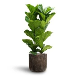 Ficus Lyrata - HydroCare -PlantVibe Shop Ficus lyrata Hydroculture 2 stems Luxe Lite Waterfall Cylinder Planter Bronze 40 x 38cm