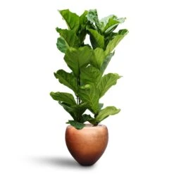 Metallic Couple Plant Pot - Matt Copper -PlantVibe Shop Ficus lyrata Hydroculture 2 stems Metallic Couple Plant Pot Matt Copper 50 x 45cm 75a03511 dd25 4668 9c54 3ff8c2803aab