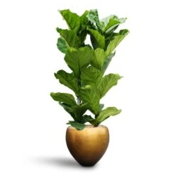 Ficus Lyrata - HydroCare -PlantVibe Shop Ficus lyrata Hydroculture 2 stems Metallic Couple Plant Pot Matt Honey 50 x 45cm