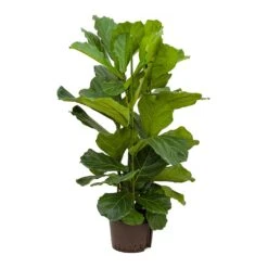 Ficus Lyrata - HydroCare