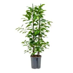Ficus Moclame - HydroCare -PlantVibe Shop Ficus moclame Hydroculture 18 19x100cm 2stems