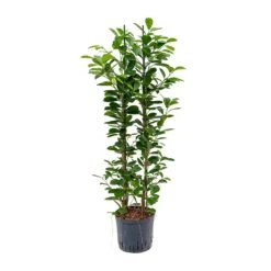 Ficus Moclame - HydroCare -PlantVibe Shop Ficus moclame Hydroculture 22 19x110cm 2stems