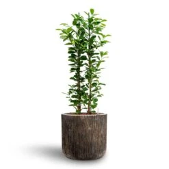 Ficus Moclame - HydroCare -PlantVibe Shop Ficus moclame Hydroculture Luxe Lite Waterfall Cylinder Planter Bronze
