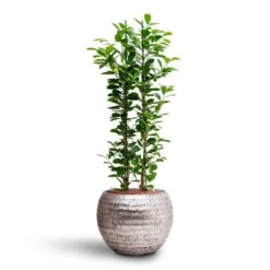 Opus Hammered Globe Planter - Silver -PlantVibe Shop Ficus moclame Hydroculture Opus Hammered Globe Planter Silver c567dec8 c1d0 42bb 806b 0ce67c7b837a