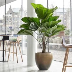 Gradient Balloon Planter - Matt Honey -PlantVibe Shop Gradient Balloon Planter Matt Honey 1