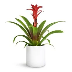 Puk Essentials Planter - Matt White 19 Puk Essentials Planter - Matt White -PlantVibe Shop Guzmania Calypso Starlight Red Bromeliad 12x45cm Puk Planter Matt White 15x15cm 1 e9eda6be 0adc 4fa0 9e1b 5fb84df685e7