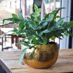 Hammered Bowl - Gold With Black -PlantVibe Shop Hammered Bowl Gold LS1