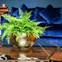 Hammered Bowl - Gold With Black -PlantVibe Shop Hammered Bowl Gold Lifestyle 3