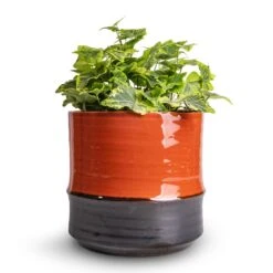 Hedera Helix Golden Kolibri - English Ivy -PlantVibe Shop Hedera helix Golden Kolibri English Ivy 13x20cm Marlijn Plant Pot Coral 17x16cm