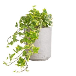 Suzi Plant Pot - Grey Washed -PlantVibe Shop Hedera helix Golden Kolibri English Ivy 13x20cm Suzi Plant Pot Grey Washed 18x21.5cm 96c3f853 bb91 4726 90a2 7afaeb7d8bec