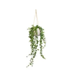 Patt Hanging Plant Pot - Grey Washed 18 Patt Hanging Plant Pot - Grey Washed -PlantVibe Shop Hedera helix Pittsburgh English Ivy 17x70cm Patt Hanging Plant Pot Grey Washed 23x20cm a1a4f151 3a2f 4e57 863a c1adb4da0355
