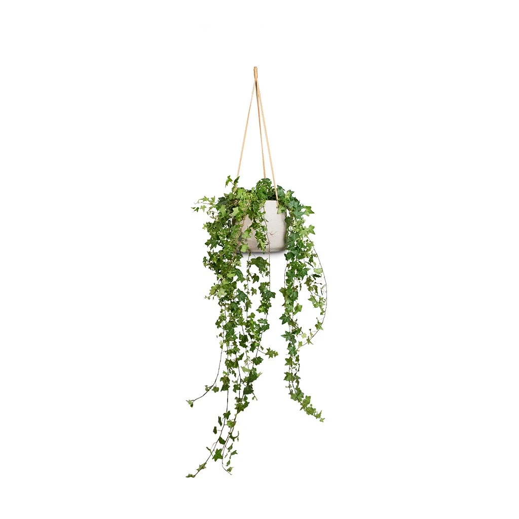 Patt Hanging Plant Pot - Grey Washed 6 Patt Hanging Plant Pot - Grey Washed - Image 6